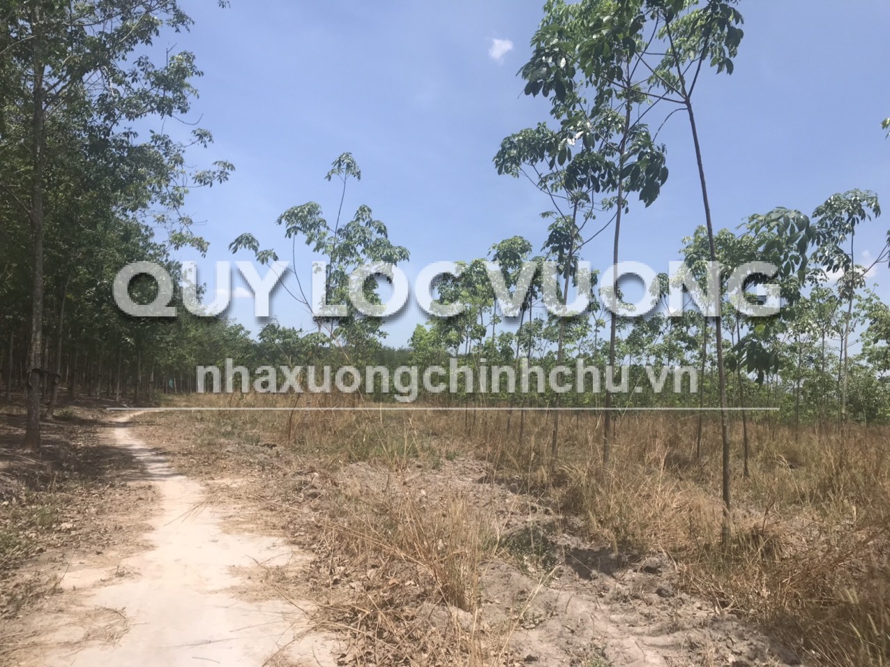 Bán-cho thuê đất CLN 46.114m2 ở Long Nguyên, Bàu Bàng, có quy hoạch SKC