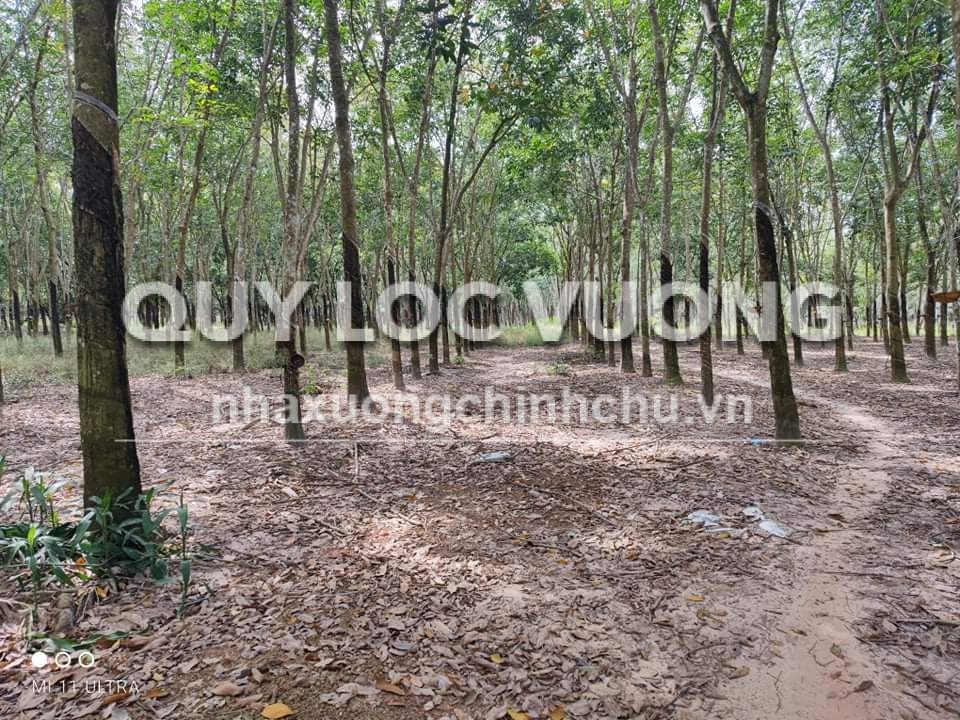 Bán-cho thuê đất CLN 46.114m2 ở Long Nguyên, Bàu Bàng, có quy hoạch SKC