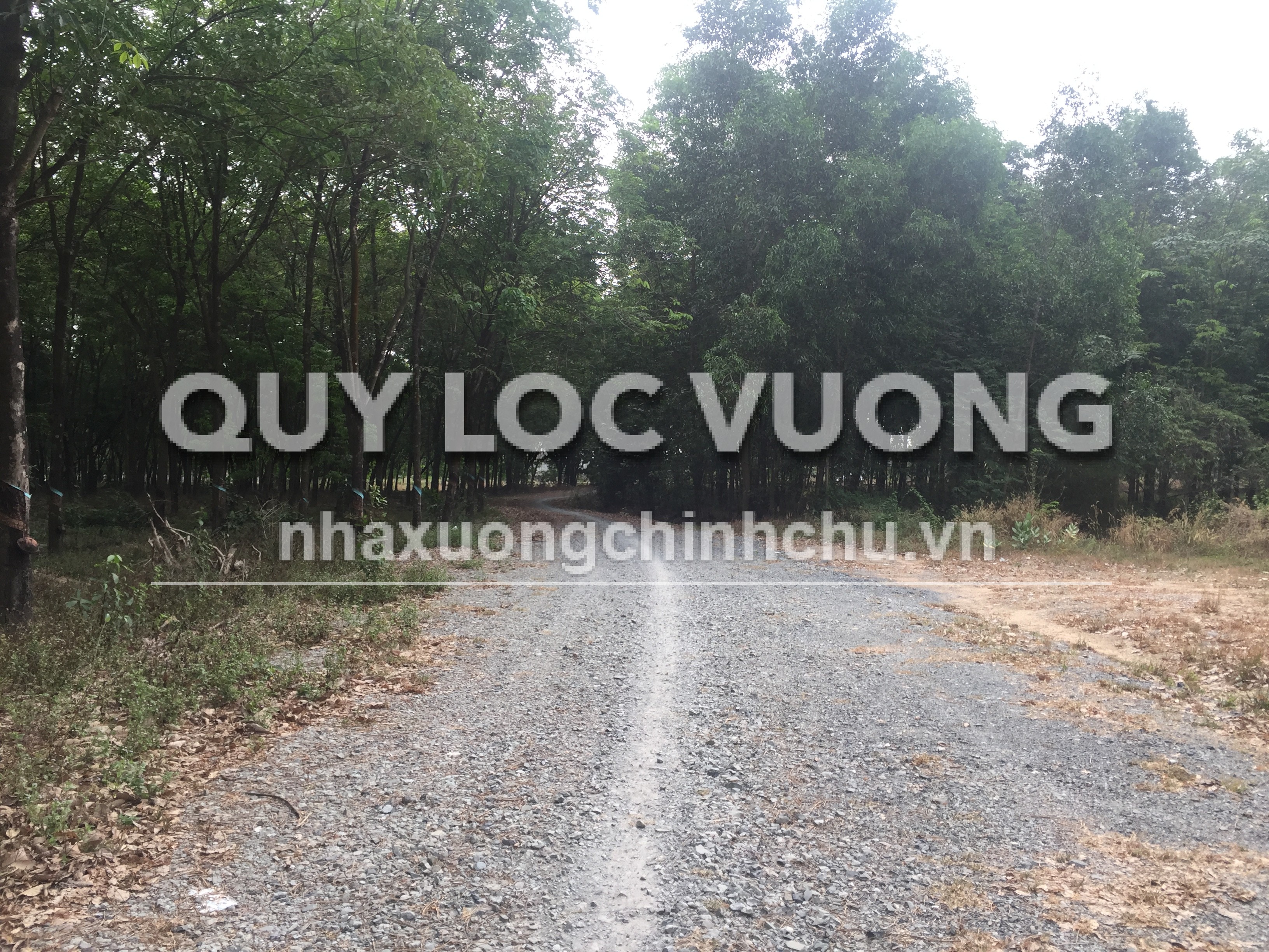 Bán đất trồng cây lâu năm 118.000m2 ở Uyên Hưng, Tân Uyên, 2.8 triệu/m2