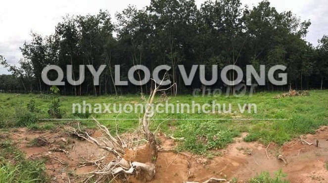 Bán đất trồng cây lâu năm 12.933m2 ở phường Chánh Phú Hòa, Bến Cát