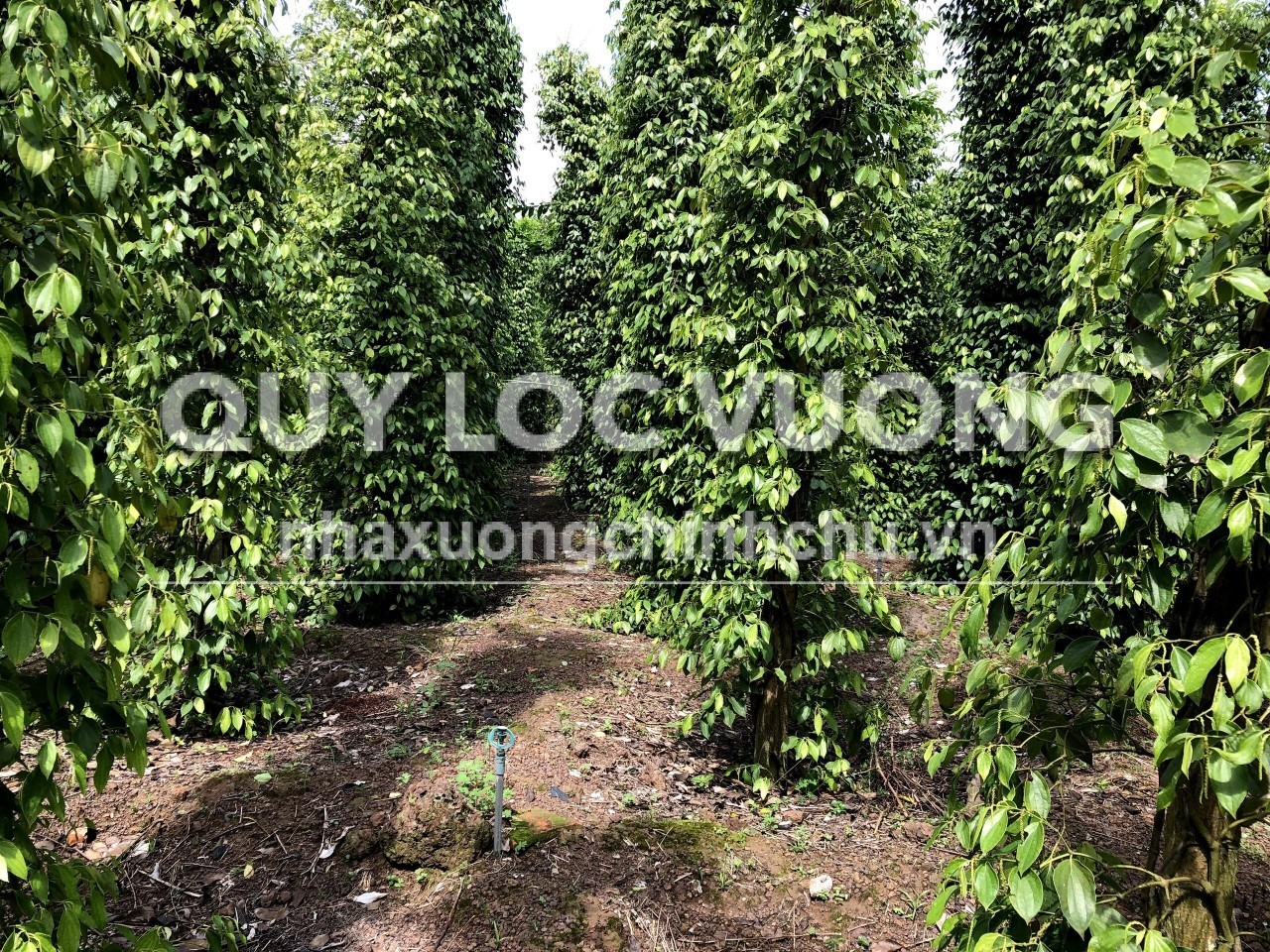 Bán đất trồng cây ăn quả 7.127m2 ở ấp Đồng Tâm, xã An Bình, Phú Giáo
