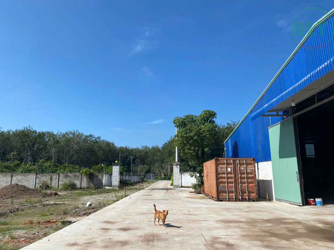 Bán xưởng đang xây 27.525m2 ở Tân Hiệp, Phú Giáo, BD 135 tỷ